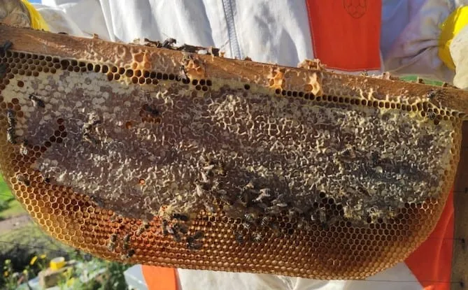 Beekeeper holding a hive frame with a significant honey buildup and sparse brood cells, a sign of a queenless beehive. The absence of a queen leads to reduced brood production, with worker bees filling the comb with honey instead of nurturing new bees.