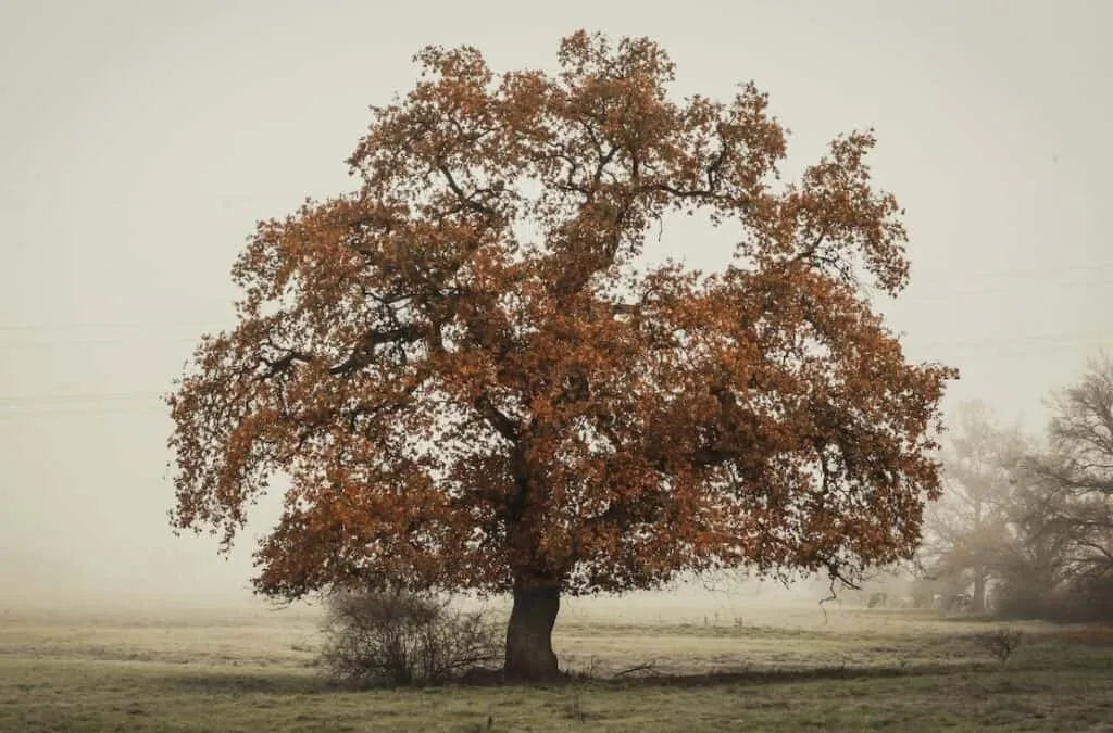 Oak tree