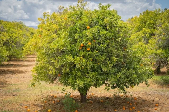 Orange tree