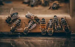 4 Best Oxalic Acid Vaporizers – Our Buying Guide