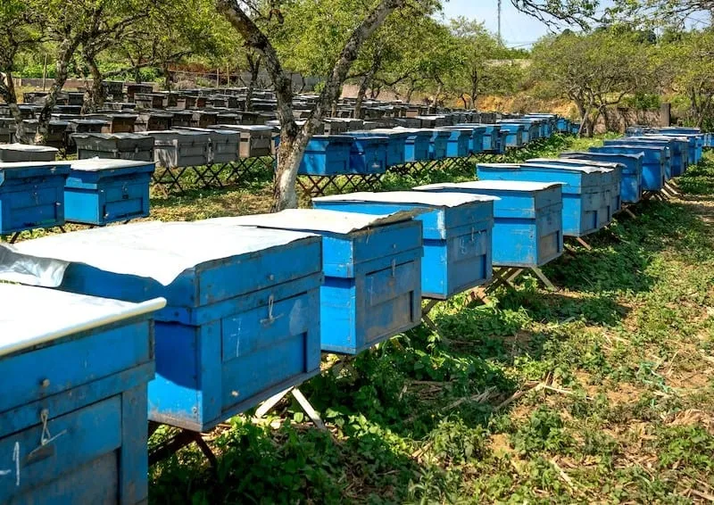 Blue painted beehives arranged outdoors in rows, enhancing durability and weather protection