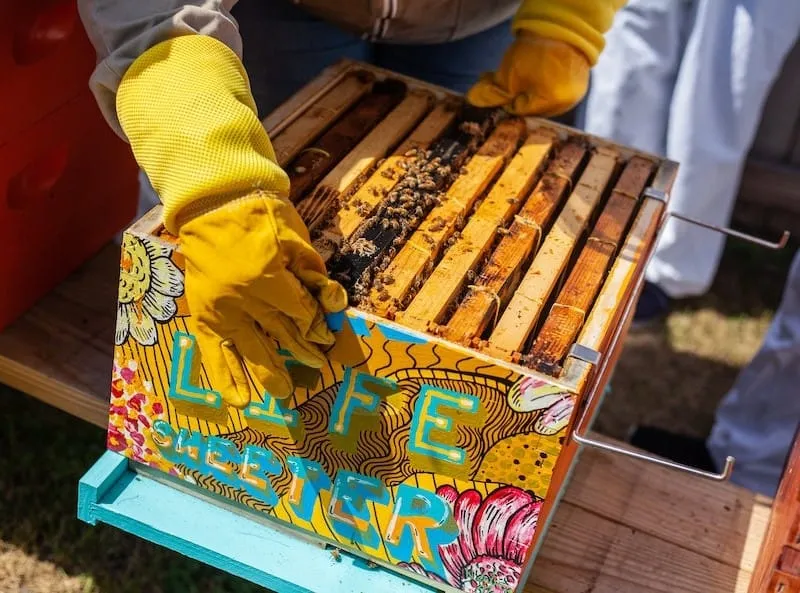 Beekeeper inspecting a vibrant, hand-painted beehive with bees on wooden frames inside