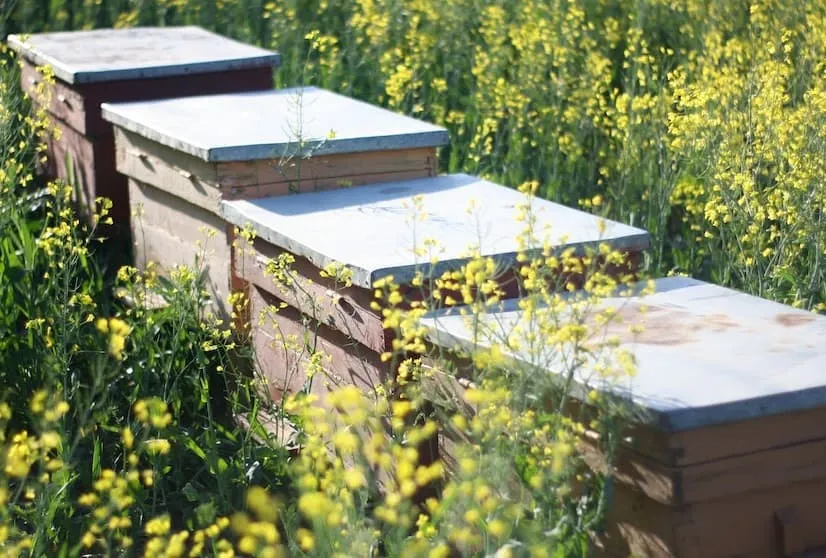 Perfect Site for beehive