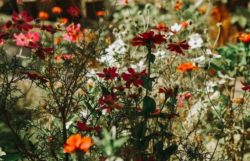 Pollinator Seeds Supplier