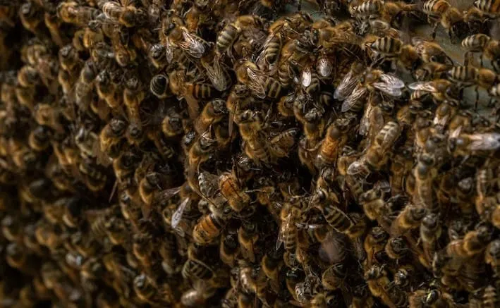 Population of honey bees