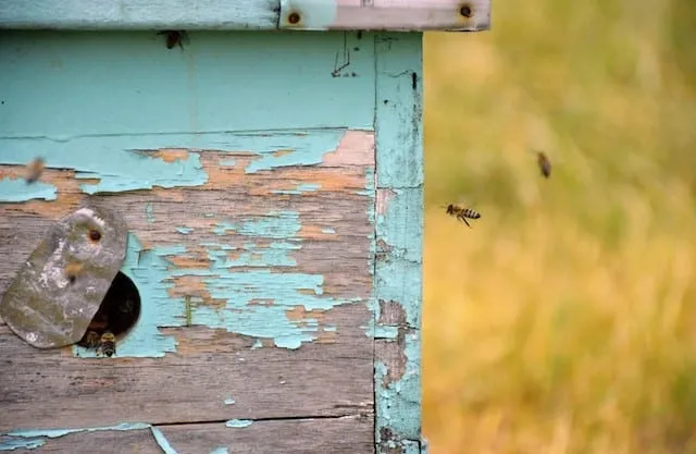 Close-up of a weathered beehive with peeling paint, highlighting the need for repainting and care