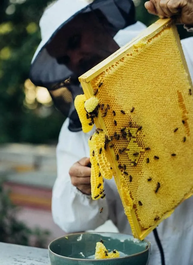 Production of Blackberry Honey