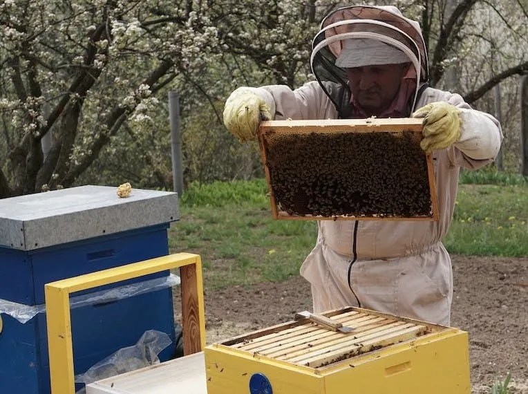 Proper hive management