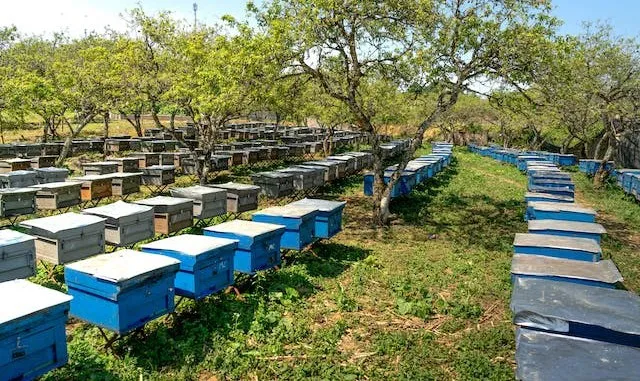 Pros of Using Langstroth Hives