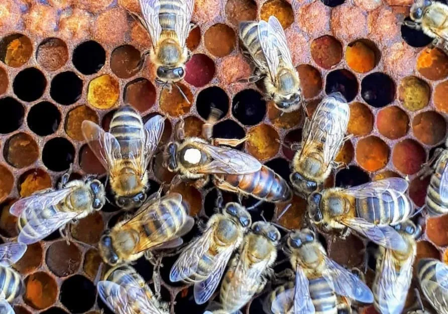 A marked queen bee surrounded by worker bees