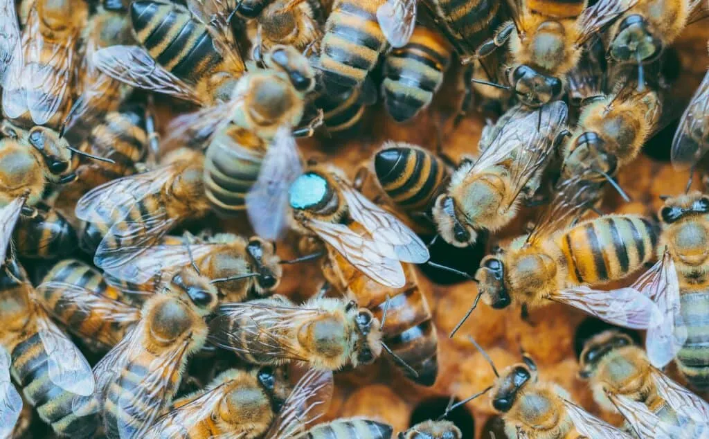 Queen Bee Marking Kit