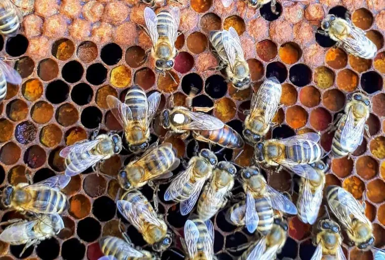 How to Mark a Queen Bee in 4 Simple Steps (With Pictures)