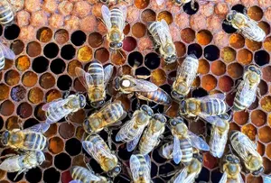 Queen Bees – A Primer