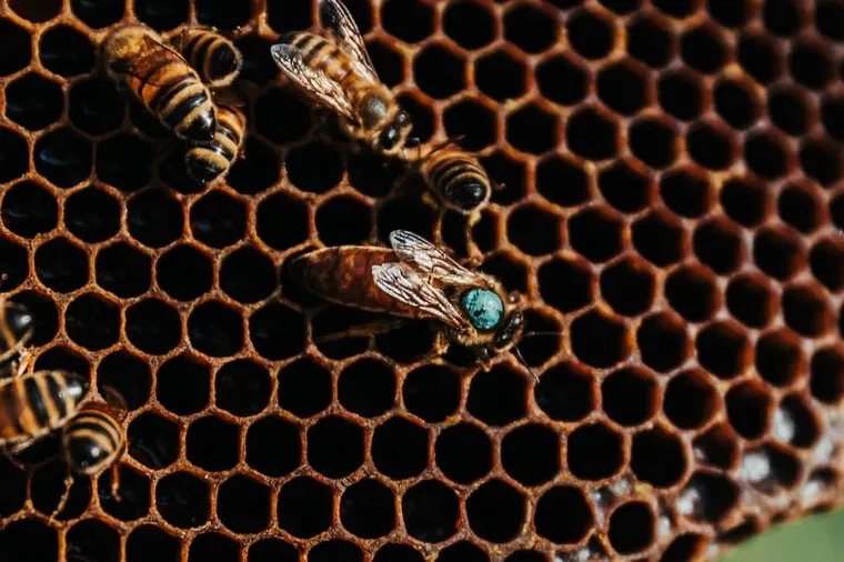 Queenless Beehive: Signs, Causes, & How to Save the Hive (Urgent!)