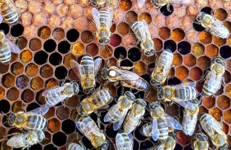 6 Easy Methods for Raising Queen Bees (A How-to Guide)