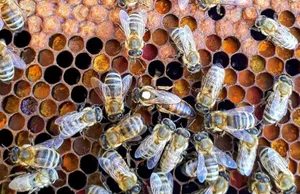 6 Easy Methods for Raising Queen Bees (A How-to Guide)