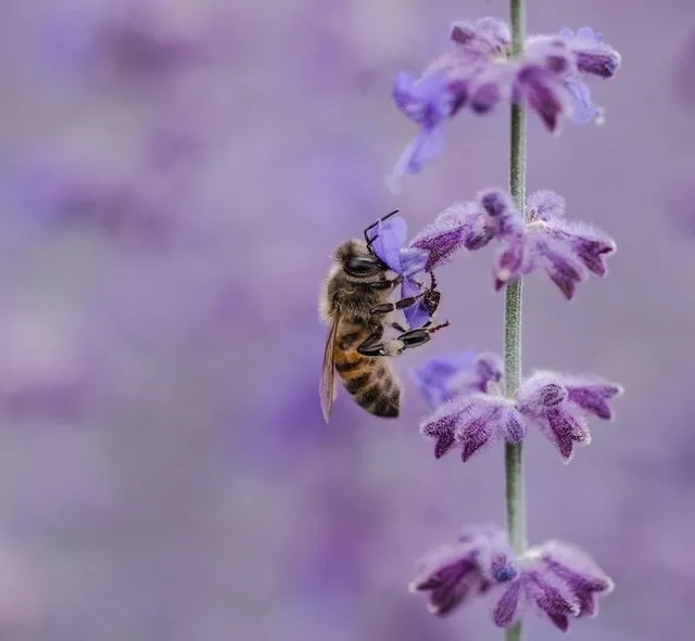 Sage Honey Production