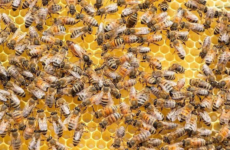 Saskatraz Bees Review: An In-depth Look at Their Traits, Pros, & Cons