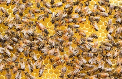 Saskatraz Bees Review: An In-depth Look at Their Traits, Pros, & Cons