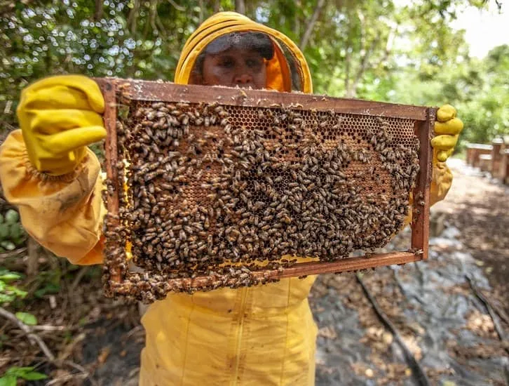 Saskatraz breeding program