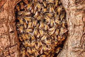 8 Simple & Easy Ways You Can Help Save the Bees from Extinction