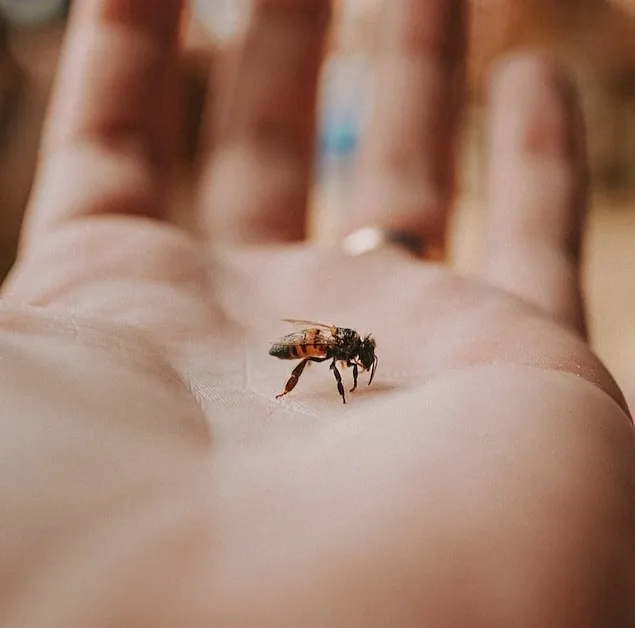 Should I get rid of Ground-Nesting Bees