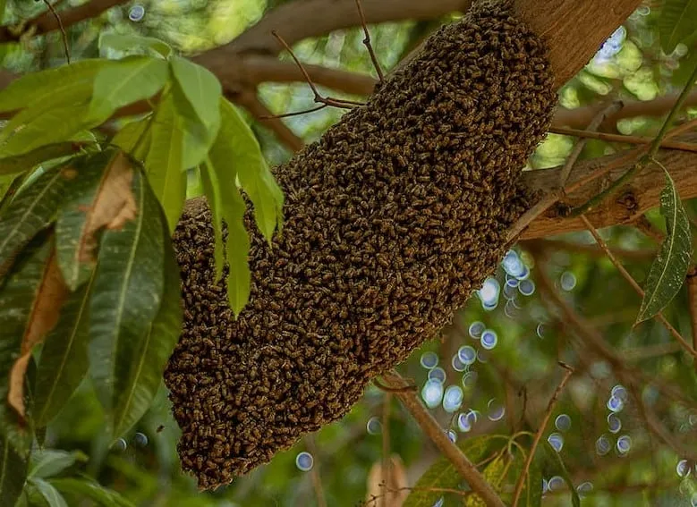 Sleeping patterns of bees