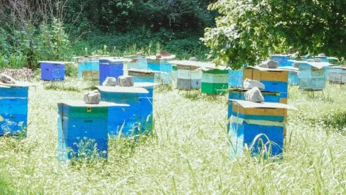 Spacing beehives