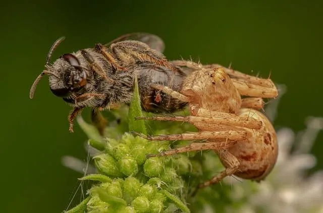 Spider eating bee
