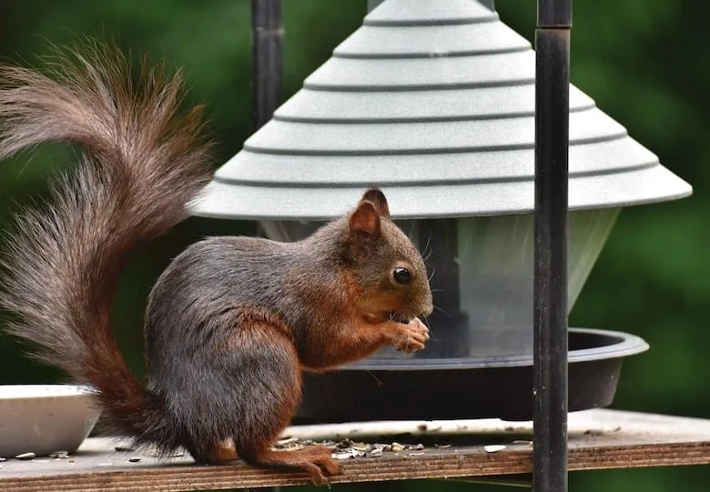 Squirrel Near a Feeder