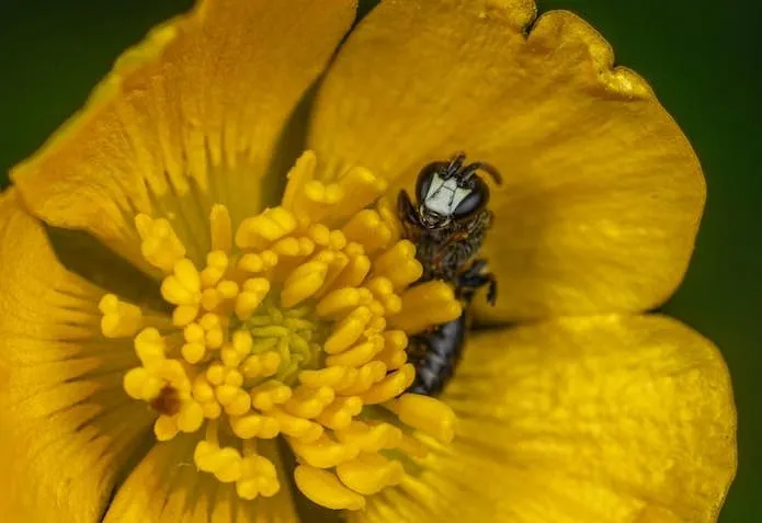 Stingless Bee