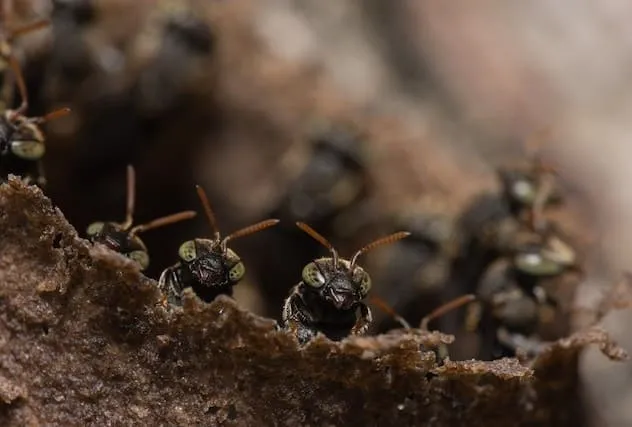 Stingless Bees