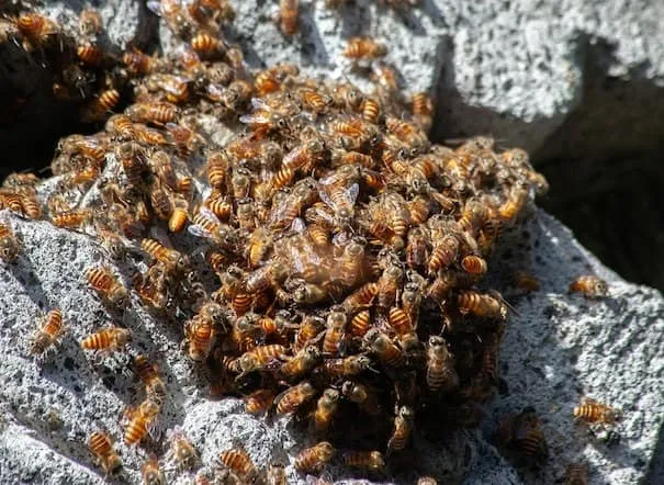 Swarms Caught in The Middle of the Day