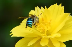 Sweat Bees (Halictid Bees)