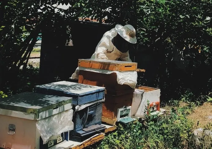 Treating Varroa Mites