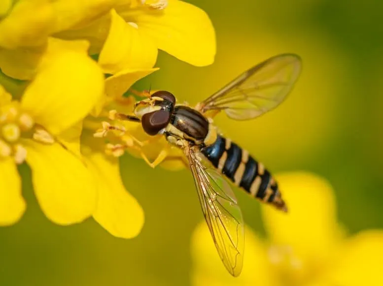 Types of Wasps