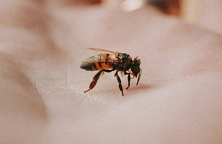 Types of Bees: Native bees vs Foreign bees