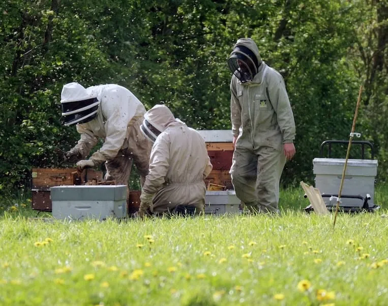 Using a beehive scale