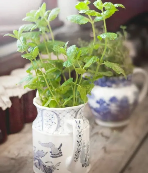 Using plants to repel wasps