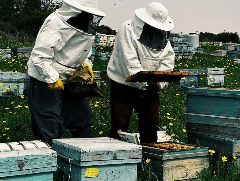 Varroa Mite Treatment