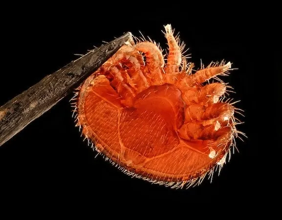 Varroa destructor mite