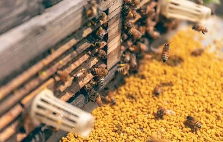 Varroa mite populations spread