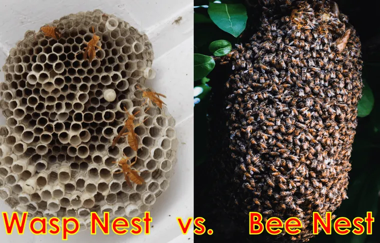 Wasp Nest vs. Bee Nest? How Can You Tell The Difference?