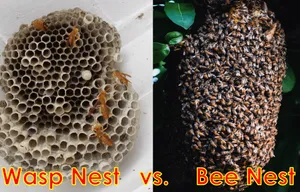 Wasp Nest vs. Bee Nest? How Can You Tell The Difference?