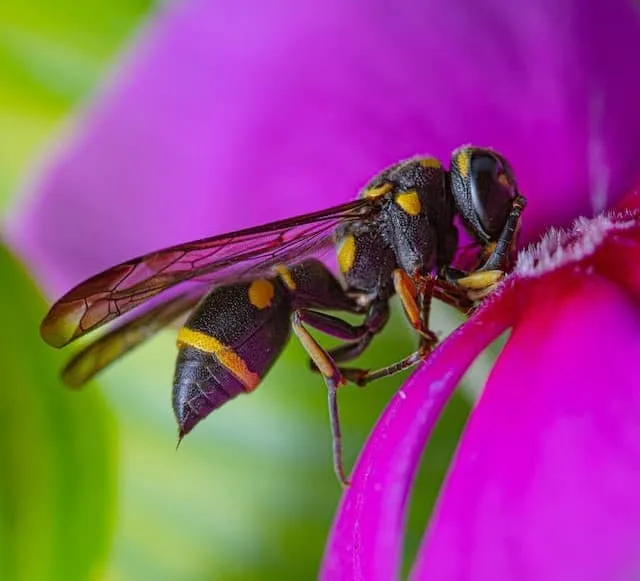 Wasp as a pollinator