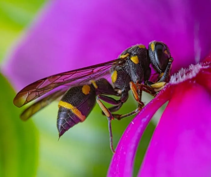 Wasp drinking nectar from a flower