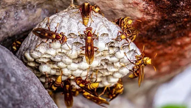 Wasp nest construction