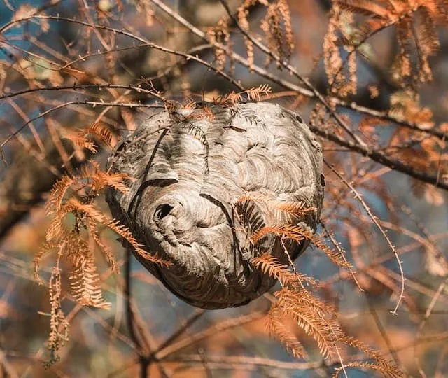 Wasp nest in a garden