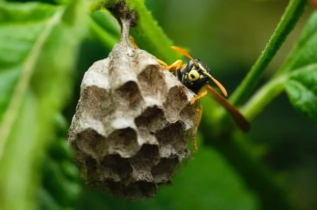 Wasp nest