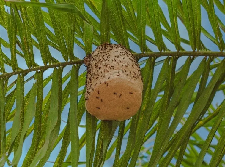 Wasp nest